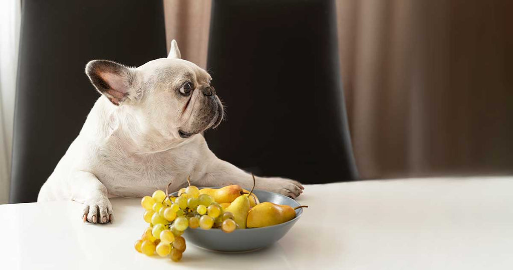 Are Grapes and Raisins Poisonous to Dogs?