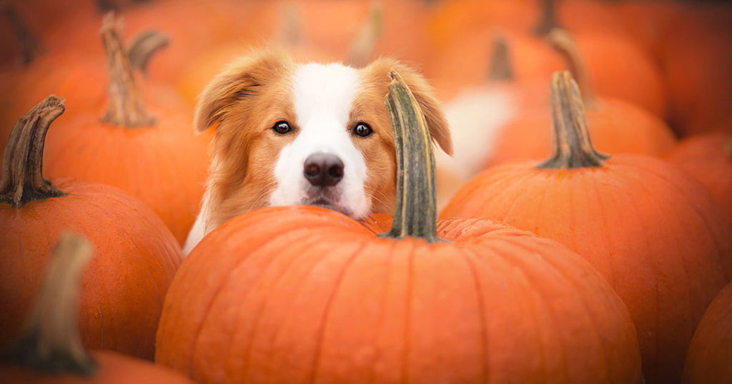 A brown and white dog with floppy ears peeks out from behind a pumpkin in a field of pumpkins.