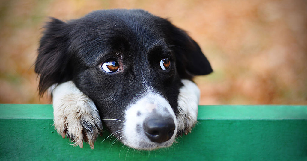 How to Read Your Dog's Body Language and Recognise Stress