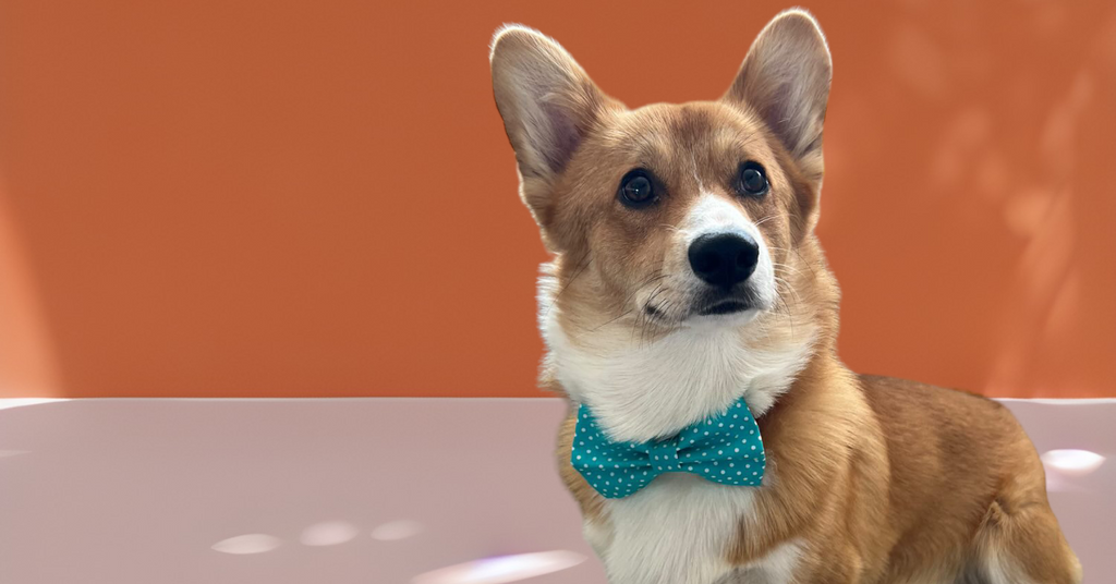 Do you know why Snaffle Paws Bow Ties are the best?