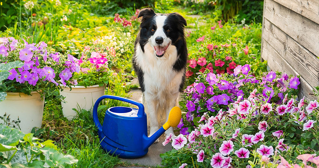 How to Make Your Garden Safe for Your Dog: A Complete Guide