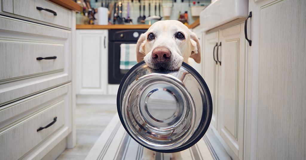 Cute labrador retriever is holding dog bowl in his mouth waiting to be fed at home.