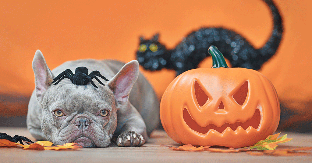 How to Keep Your Dog Happy and Safe on Halloween