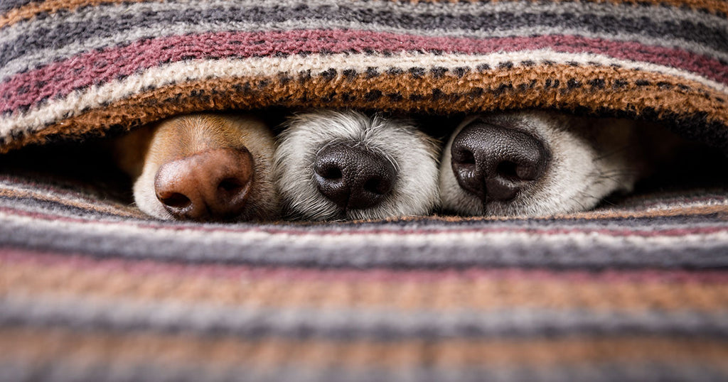 A close-up photo of three dog noses of different colors and sizes, peeking out from under a colorful striped blanket.