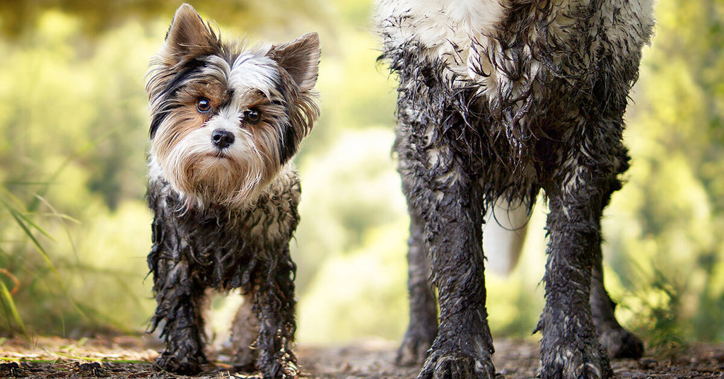 Alabama Rot in Dogs - What is it and how can you prevent it? – Snaffle Paws