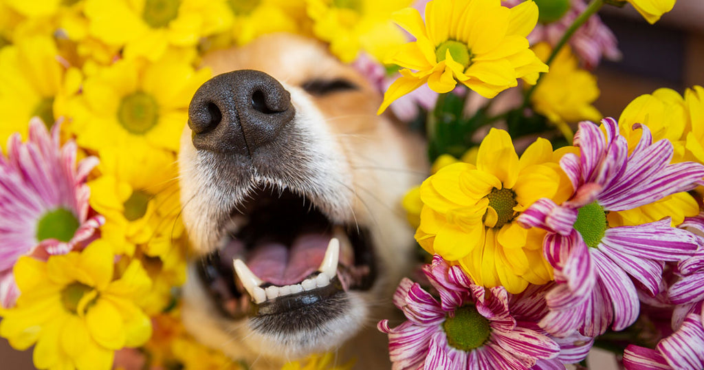 Poisonous Plants for Dogs in the UK: What to Avoid