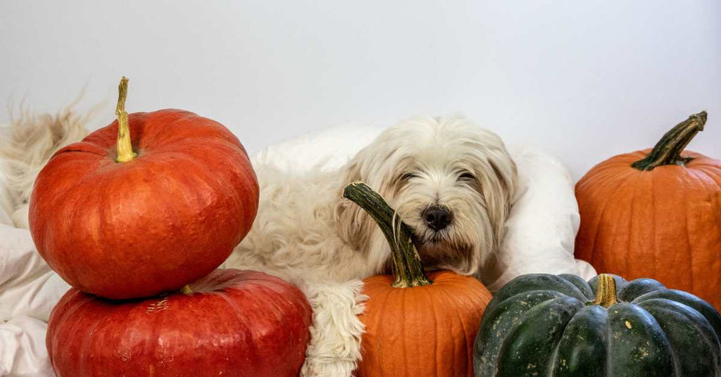 Pumpkin Power - The benefits of Pumpkin for dogs.