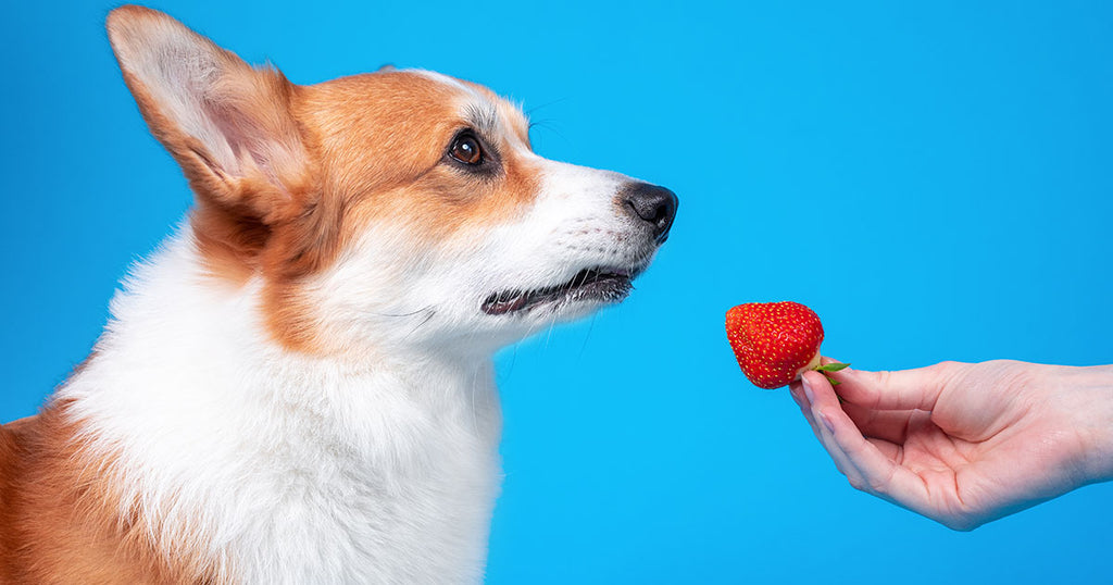 Can My Dog Eat Strawberries? A Pet Owner's Guide