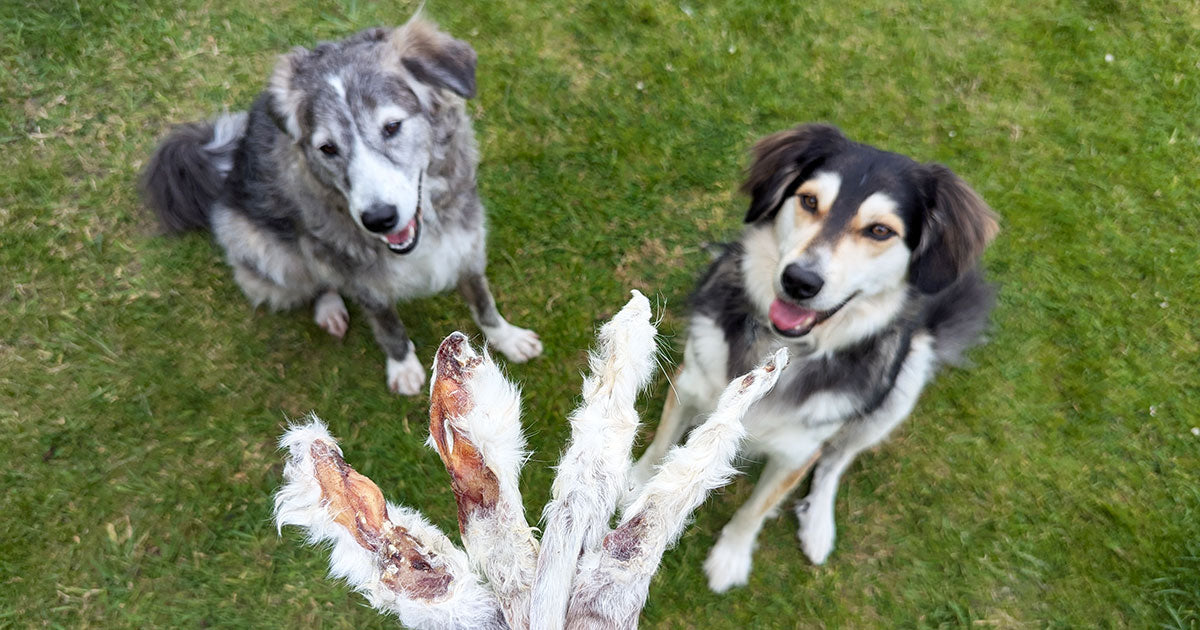 The Benefits of Rabbit Ears as a Healthy Snack for Dogs – Snaffle Paws