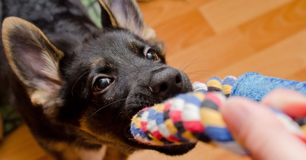 Unleash the Benefits: Why Dogs Love Playing with Tug Toys