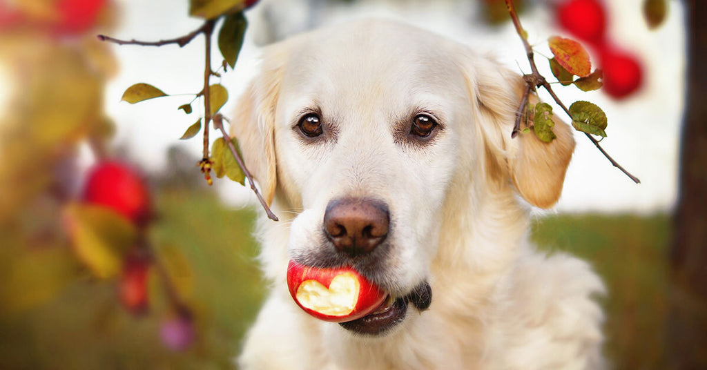 Heart healthy food – Love your dogs Heart