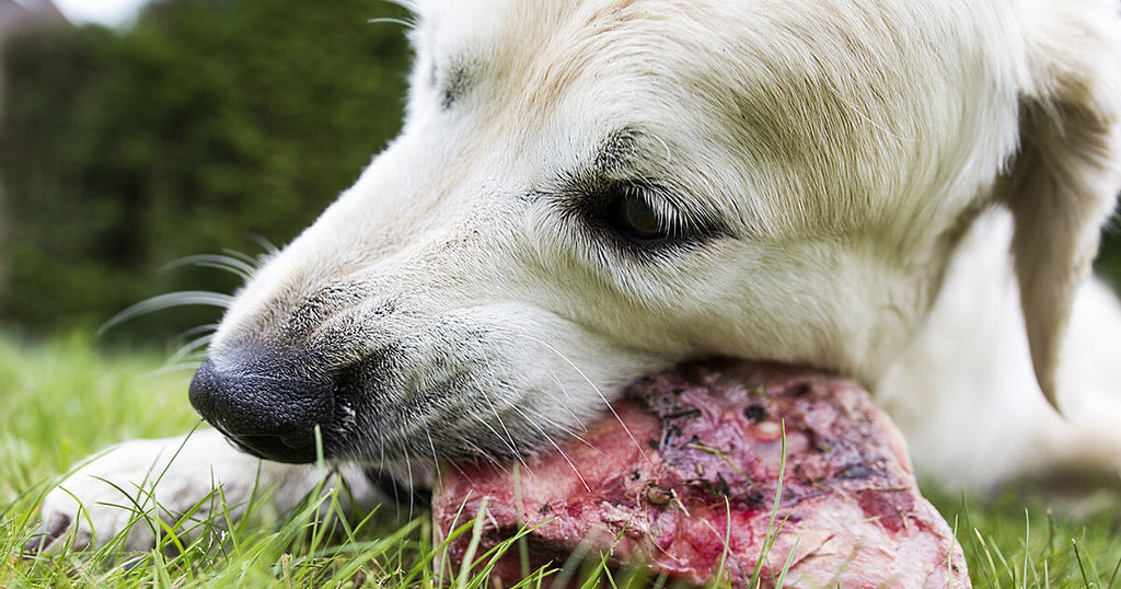 Bone Appetite - Is It Safe to Give Your Dog Bones?